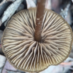 zz agaric (stem; gills not white/cream) at Canberra Central, ACT - 6 Aug 2016