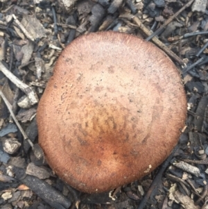 zz agaric (stem; gills not white/cream) at Acton, ACT - 6 Aug 2016 03:33 PM