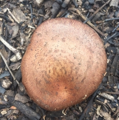 zz agaric (stem; gills not white/cream) at Acton, ACT - 6 Aug 2016 by AaronClausen
