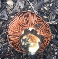 zz agaric (stem; gills not white/cream) at Acton, ACT - 6 Aug 2016 03:33 PM