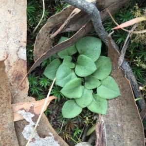 Speculantha rubescens at Canberra Central, ACT - suppressed