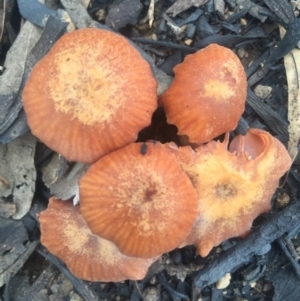 Laccaria sp. at Acton, ACT - 6 Aug 2016