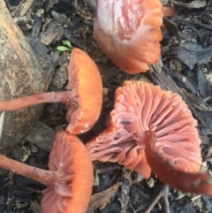 Laccaria sp. at Acton, ACT - 6 Aug 2016 03:34 PM