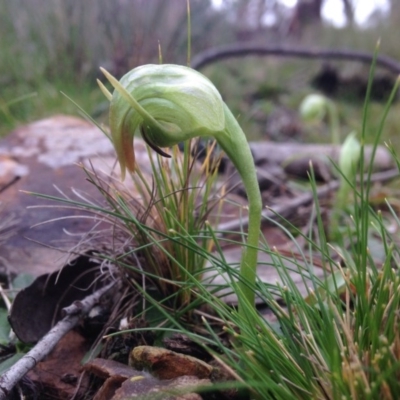 Pterostylis nutans (Nodding Greenhood) at Acton, ACT - 6 Aug 2016 by JoshMulvaney