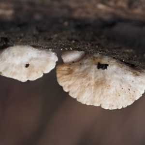 Crepidotus sp. at Cotter River, ACT - 9 Jul 2016 11:33 AM