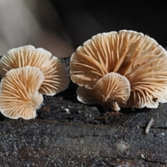 Crepidotus sp. at Cotter River, ACT - 9 Jul 2016