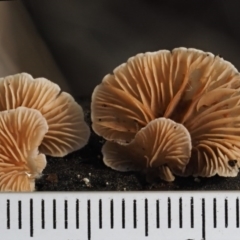 Crepidotus sp. at Cotter River, ACT - 9 Jul 2016 11:33 AM