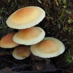 Hypholoma sp. (Hypholoma) at Cotter River, ACT - 9 Jul 2016 by KenT