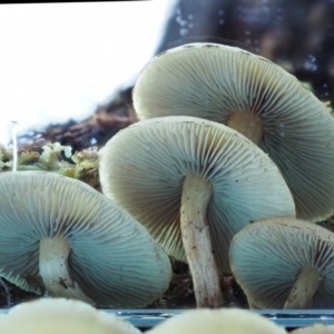 Hypholoma sp. at Cotter River, ACT - 9 Jul 2016