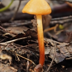 Marasmius elegans (Velvet Parachute) at Namadgi National Park - 9 Jul 2016 by KenT