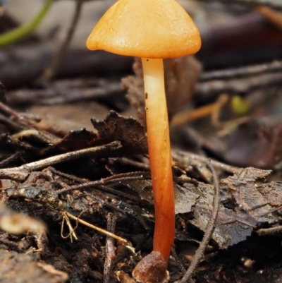 Marasmius elegans (Velvet Parachute) at Namadgi National Park - 9 Jul 2016 by KenT