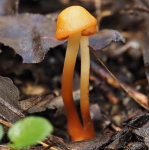 Marasmius elegans at Cotter River, ACT - 9 Jul 2016 11:43 AM