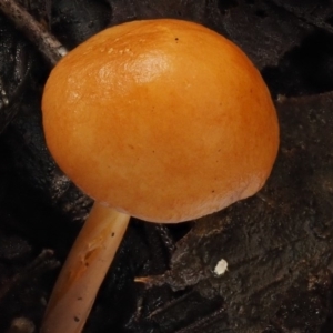 Marasmius elegans at Cotter River, ACT - 9 Jul 2016 11:43 AM