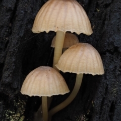 zz agaric (stem; gills white/cream) at Namadgi National Park - 9 Jul 2016 by KenT