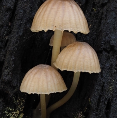 zz agaric (stem; gills white/cream) at Namadgi National Park - 9 Jul 2016 by KenT