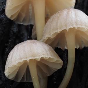 zz agaric (stem; gills white/cream) at Cotter River, ACT - 9 Jul 2016