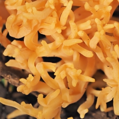 Ramaria sp. (A Coral fungus) at Namadgi National Park - 9 Jul 2016 by KenT