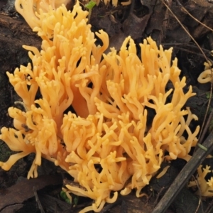 Ramaria sp. at Cotter River, ACT - 9 Jul 2016 11:50 AM