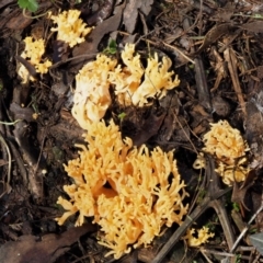 Ramaria sp. at Cotter River, ACT - 9 Jul 2016 11:50 AM