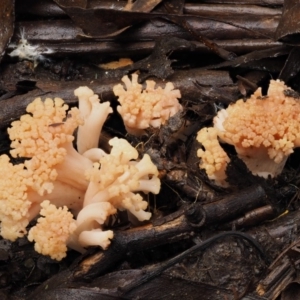 Ramaria capitata var. capitata at Cotter River, ACT - 9 Jul 2016