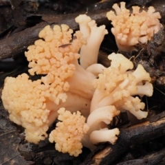 Ramaria capitata var. capitata at Cotter River, ACT - 9 Jul 2016