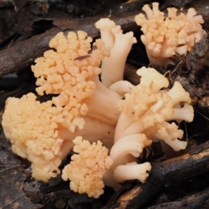 Ramaria capitata var. capitata at Cotter River, ACT - 9 Jul 2016