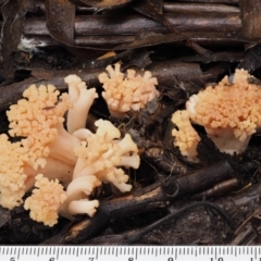 Ramaria capitata var. capitata at Cotter River, ACT - 9 Jul 2016