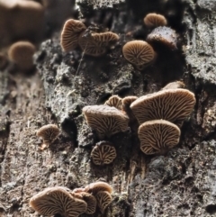 Resupinatus at Namadgi National Park - 9 Jul 2016 by KenT