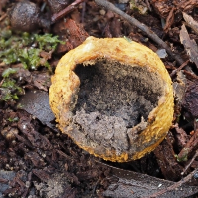 Scleroderma sp. (Scleroderma) at Namadgi National Park - 9 Jul 2016 by KenT