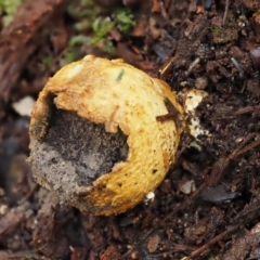 Scleroderma sp. at Cotter River, ACT - 9 Jul 2016