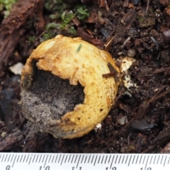 Scleroderma sp. at Cotter River, ACT - 9 Jul 2016