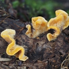 Stereum hirsutum (Hairy Curtain Crust) at Namadgi National Park - 9 Jul 2016 by KenT