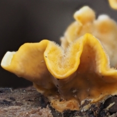 Stereum hirsutum at Cotter River, ACT - 9 Jul 2016 04:06 PM