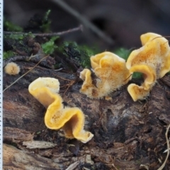 Stereum hirsutum at Cotter River, ACT - 9 Jul 2016