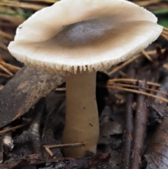 Tricholoma sp. (gills white/creamy) at Namadgi National Park - 9 Jul 2016 by KenT