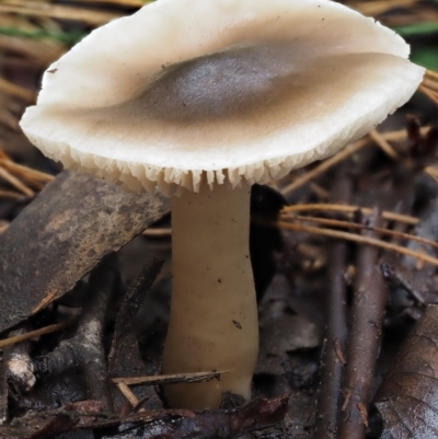 Tricholoma sp. (gills white/creamy) at Namadgi National Park - 9 Jul 2016 by KenT