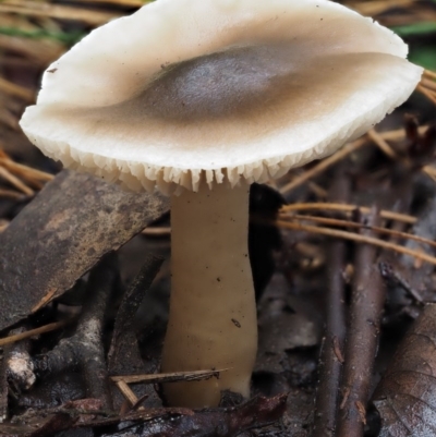 Tricholoma sp. (gills white/creamy) at Cotter River, ACT - 9 Jul 2016 by KenT