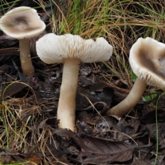 Tricholoma sp. (gills white/creamy) at Cotter River, ACT - 9 Jul 2016 10:27 AM