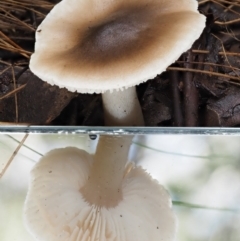 Tricholoma sp. (gills white/creamy) at Cotter River, ACT - 9 Jul 2016 10:27 AM