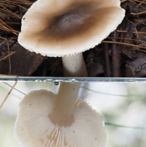 Tricholoma sp. (gills white/creamy) at Cotter River, ACT - 9 Jul 2016 10:27 AM