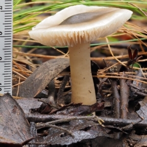 Tricholoma sp. (gills white/creamy) at Cotter River, ACT - 9 Jul 2016 10:27 AM