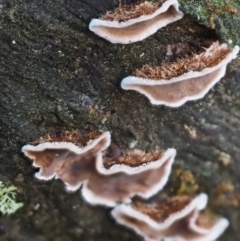 Xylobolus illudens at Cotter River, ACT - 9 Jul 2016