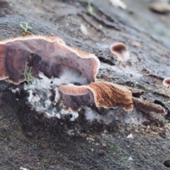 Xylobolus illudens at Cotter River, ACT - 9 Jul 2016