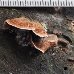 Xylobolus illudens at Cotter River, ACT - 9 Jul 2016