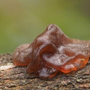 Gelatinous, on wood – genus uncertain at Cotter River, ACT - 9 Jul 2016 02:27 PM