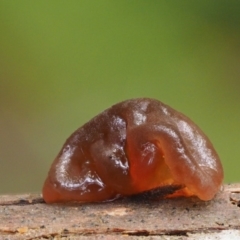 Gelatinous, on wood – genus uncertain at Cotter River, ACT - 9 Jul 2016