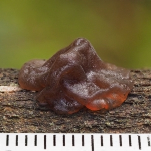 Gelatinous, on wood – genus uncertain at Cotter River, ACT - 9 Jul 2016
