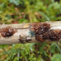 Gelatinous, on wood – genus uncertain at Cotter River, ACT - 9 Jul 2016