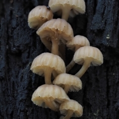 zz agaric (stem; gills white/cream) at Cotter River, ACT - 9 Jul 2016 by KenT