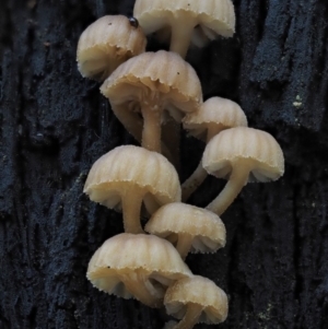 zz agaric (stem; gills white/cream) at Cotter River, ACT - 9 Jul 2016 11:50 AM